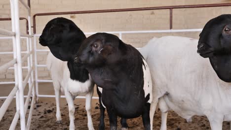 Unique-fat-face-appearance-of-Blackhead-Persian-sheep-at-public-auction