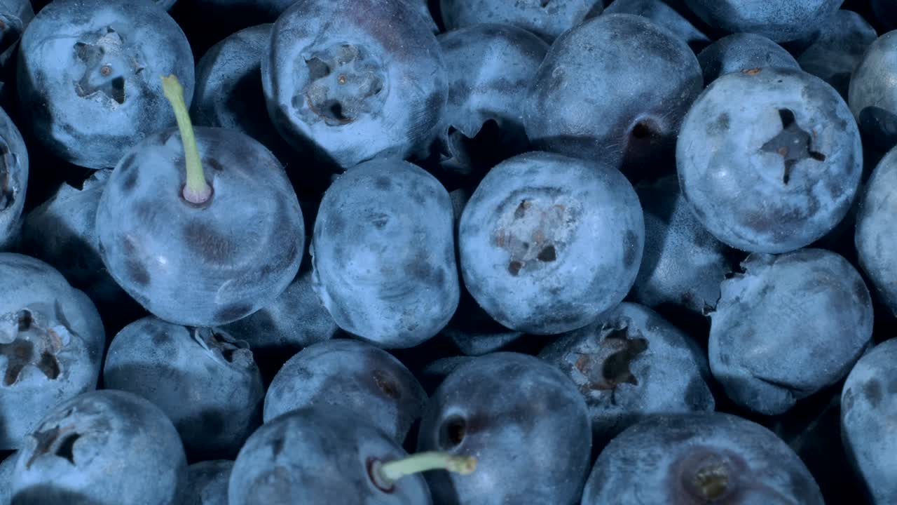 detalle de los arándanos. toma de macro camiones. cámara moviéndose hacia adelante. primer plano, vista superior. arándano de pantano, arándano del pantano, arrándano del norte o arándano occidental (vaccinium uliginosum)