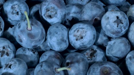 detail of blueberries. macro trucking shot. camera moving forwards. close-up, top view. bog bilberry, bog blueberry, northern bilberry or western blueberry (vaccinium uliginosum)