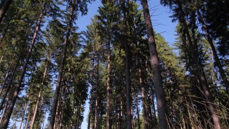 a forest of tall pine trees reaching towards the sky