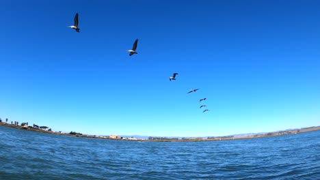 POV-Einer-Person,-Die-Auf-Einem-Kajak-In-Elkhorn-Sloughs-In-Moss-Landing,-Kalifornien,-Vögel-Beobachtet