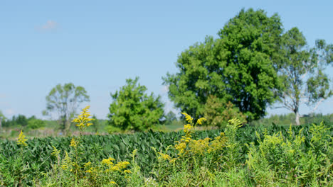 Agricultural-corn-field-on-Wisconsin-farmland-blowing-in-the-wind,-distant-trees-in-background