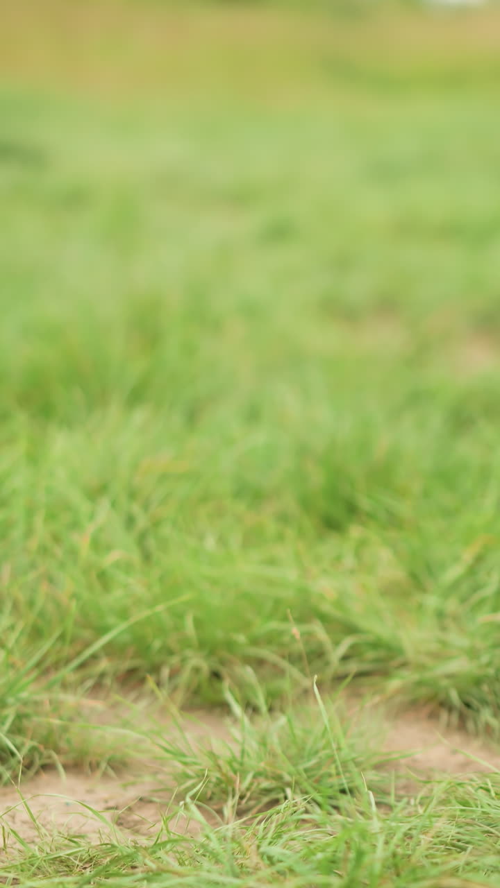 Close-up view of a black tripod chair legs firmly placed on vibrant green grass, depicting simplicity and outdoor relaxation