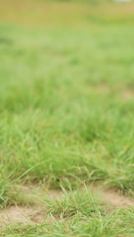 close-up view of a black tripod chair legs firmly placed on vibrant green grass, depicting simplicity and outdoor relaxation