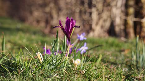 dwarf iris (iris reticulata) in detail: flower and leaves in close-up.