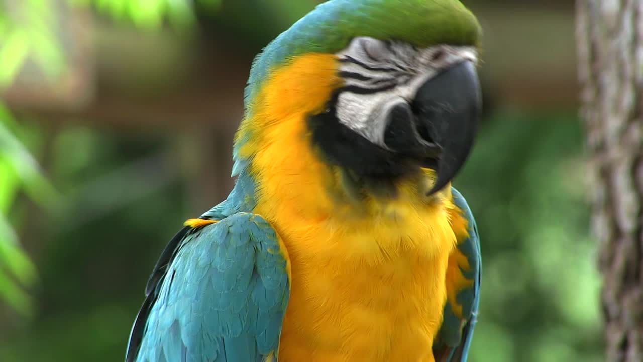 un guacamayo en una selva tropical