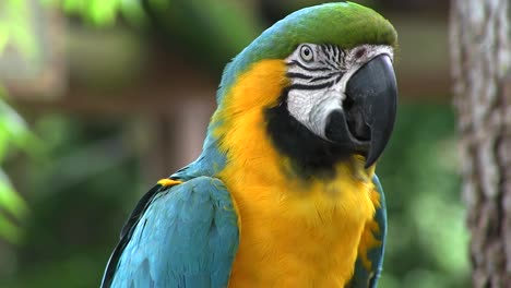 Un-Guacamayo-En-Una-Selva-Tropical