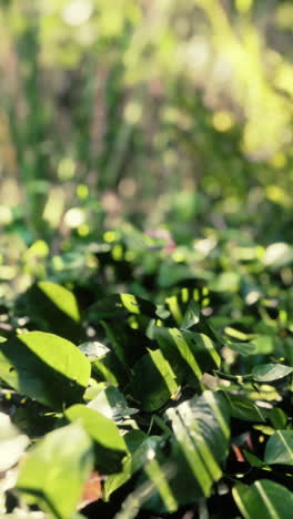 close-up view of green leaves in a forest