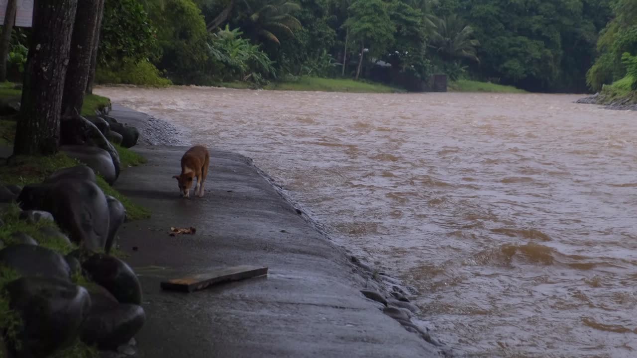 perro callejero doméstico en la orilla del río a través del río inundado en filipinas después de la tormenta