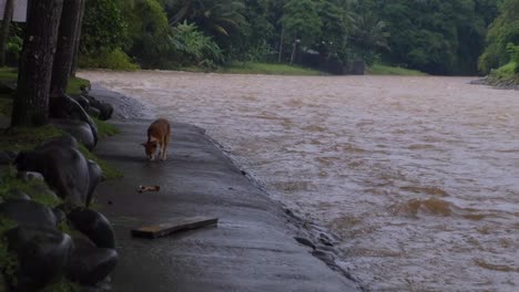 domestic stray dog on the riverside through flooded river in the philippines after storm