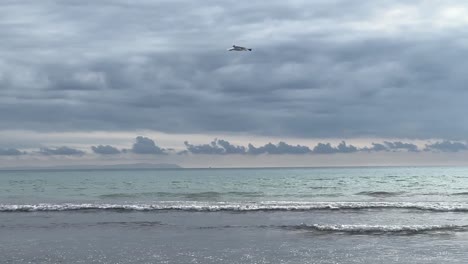 slow motion video capture of lone seagull bird flying over sea waves