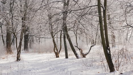 caminar en el parque de invierno vista en primera persona 4k video en cámara lenta