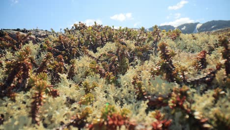 arctic tundra lichen moss close-up. found primarily in areas of arctic tundra, alpine tundra, it is extremely cold-hardy. cladonia rangiferina, also known as reindeer cup lichen.