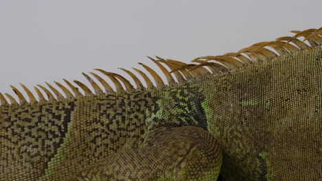 Green-Iguana-back-focusing-on-pattern-and-spine---close-up---isolated-on-white-backgroud