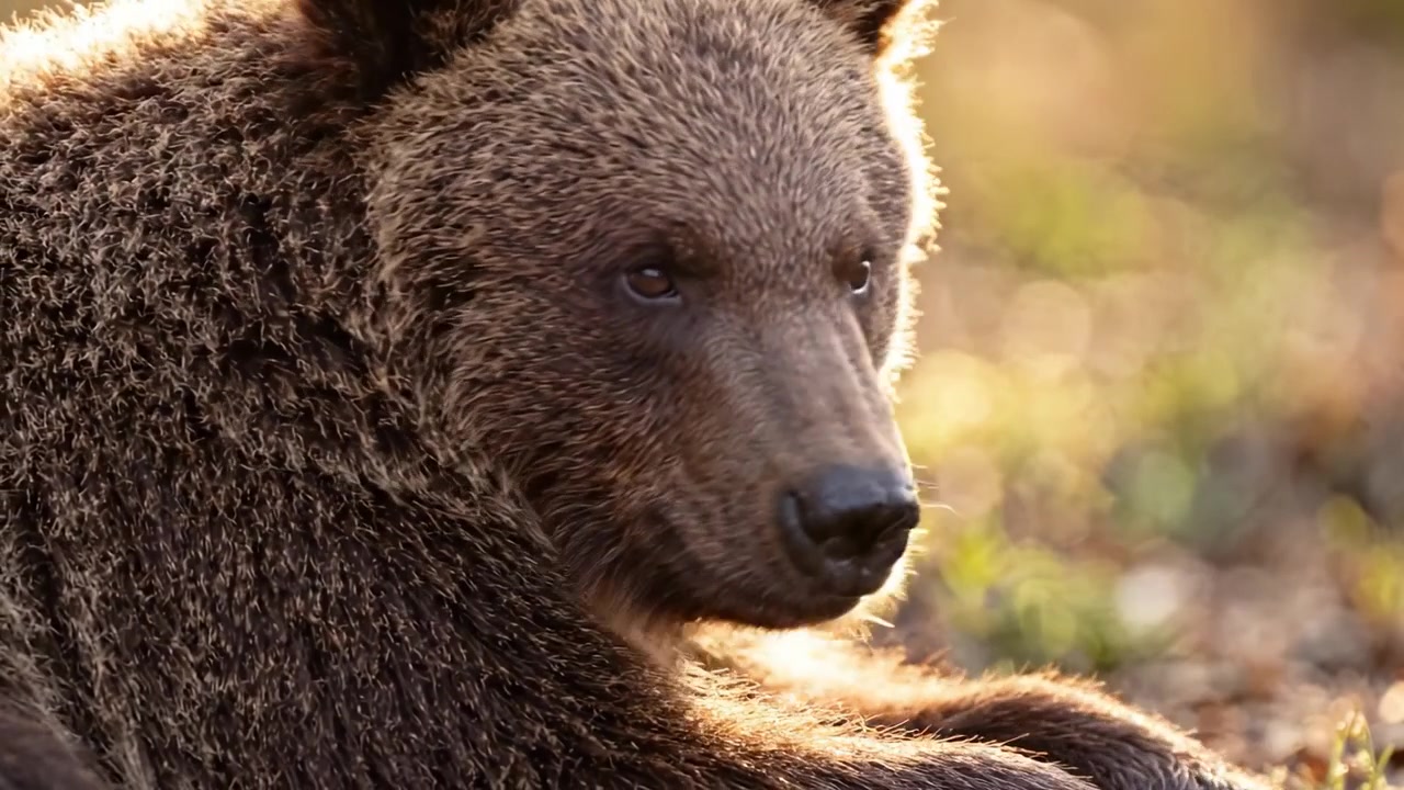 Un orso grizzly pacifico che riposa nel caldo bagliore del tramonto, catturato in due splendide inquadrature che evidenziano la sua pelliccia maestosa e le espressioni serene.