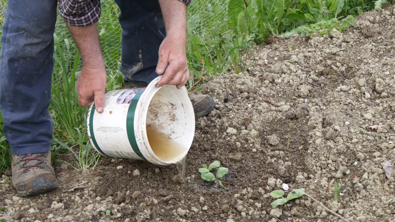 Piantine di ortaggi appena trapiantate che crescono in un'aiuola appena preparata con terreno coltivato all'interno di un orto recintato dopo la piantumazione manuale, primo piano statico.