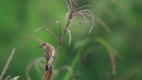 perched sideways and then poops and flies away, amur stonechat or stejneger's stonechat saxicola stejnegeri, thailand