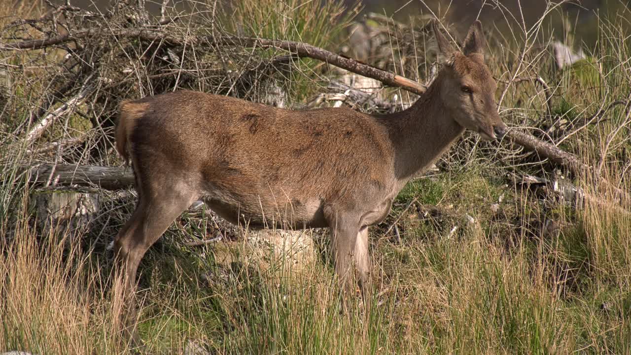 Red Deer hind scratching an itch close up on a sunny day in Scotland.