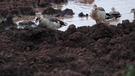 flock of egyptian goose at the river in aberdare national park in kenya, east africa