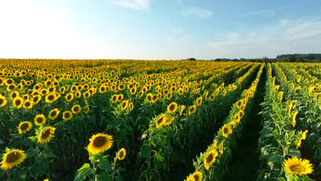 Amplio-Campo-De-Girasoles-Bajo-Un-Cielo-Despejado,-Con-Hileras-Que-Conducen-Al-Horizonte-Y-Girasoles-En-Plena-Floración