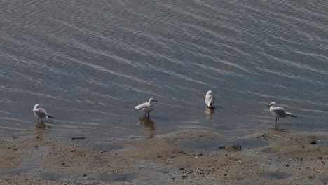 Gaviotas-De-Cabeza-Negra,-Chroicocephalus-Ridibundus,-En-Plumaje-De-Invierno-A-Orillas-Del-Mar