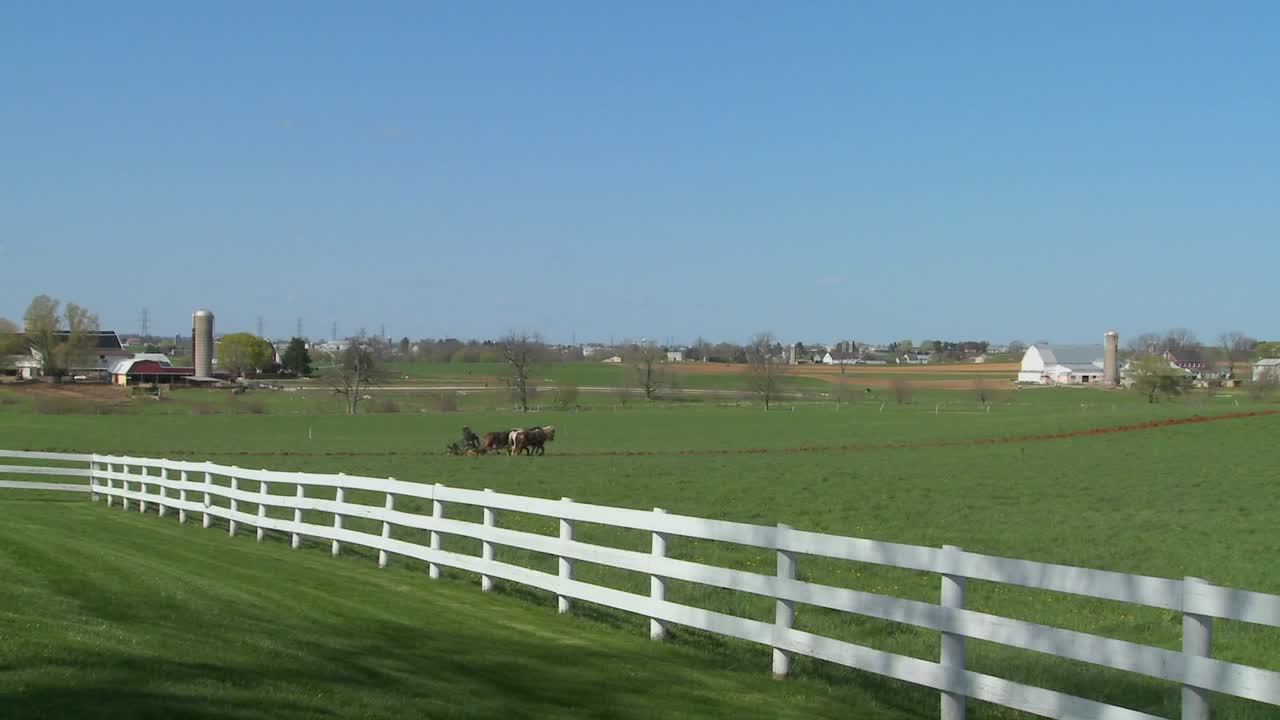 un granjero amish usa caballos para arar sus campos