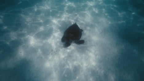 Top-down-view-of-turtle-feeding-on-sandy-bottom-surface-of-ocean,-light-sparkles-in-slow-motion