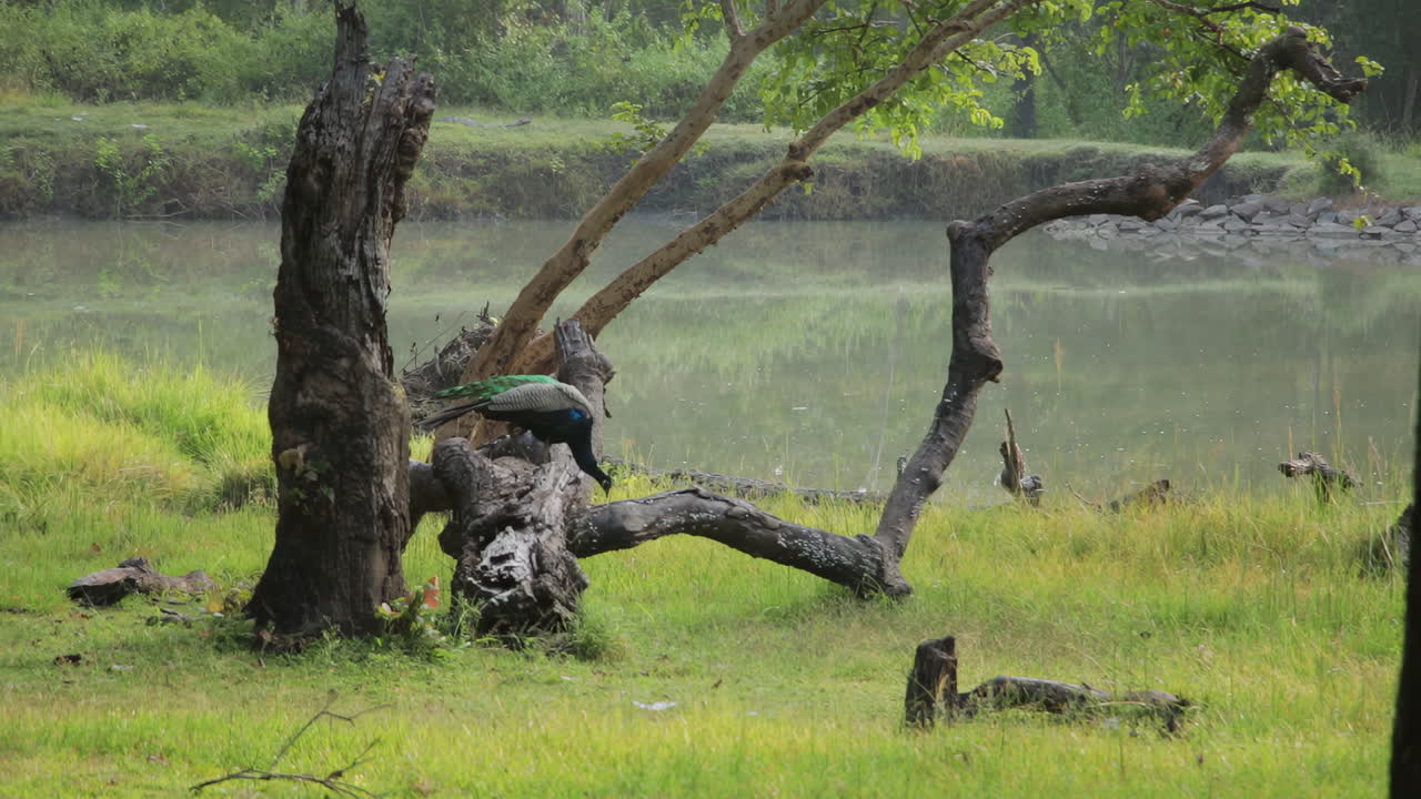 Peacock on a fallen tree in a misty Nagarahole forest near Kabini River, serene morning scene