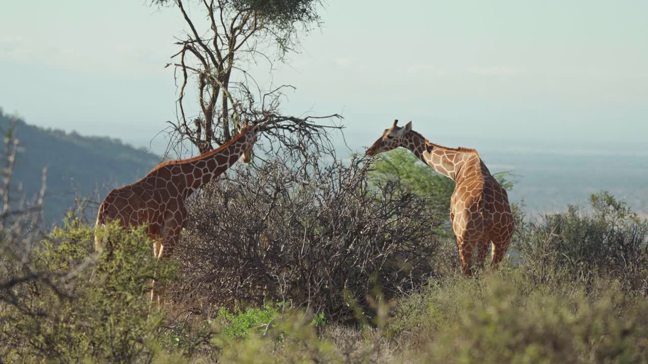 Two reticulated giraffes standing among thorny bushes in the savanna landscape of Samburu Kenya during daylight