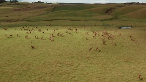 red deer ranch with large herd in green pasture paddock, aerial