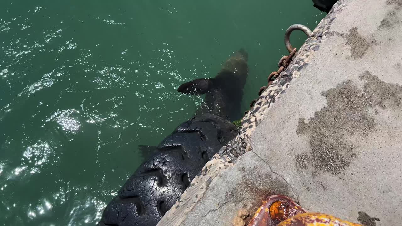항구에서 물고기를 먹는 바다표범