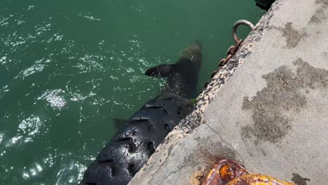 Seehund-Frisst-Fisch-Im-Hafen