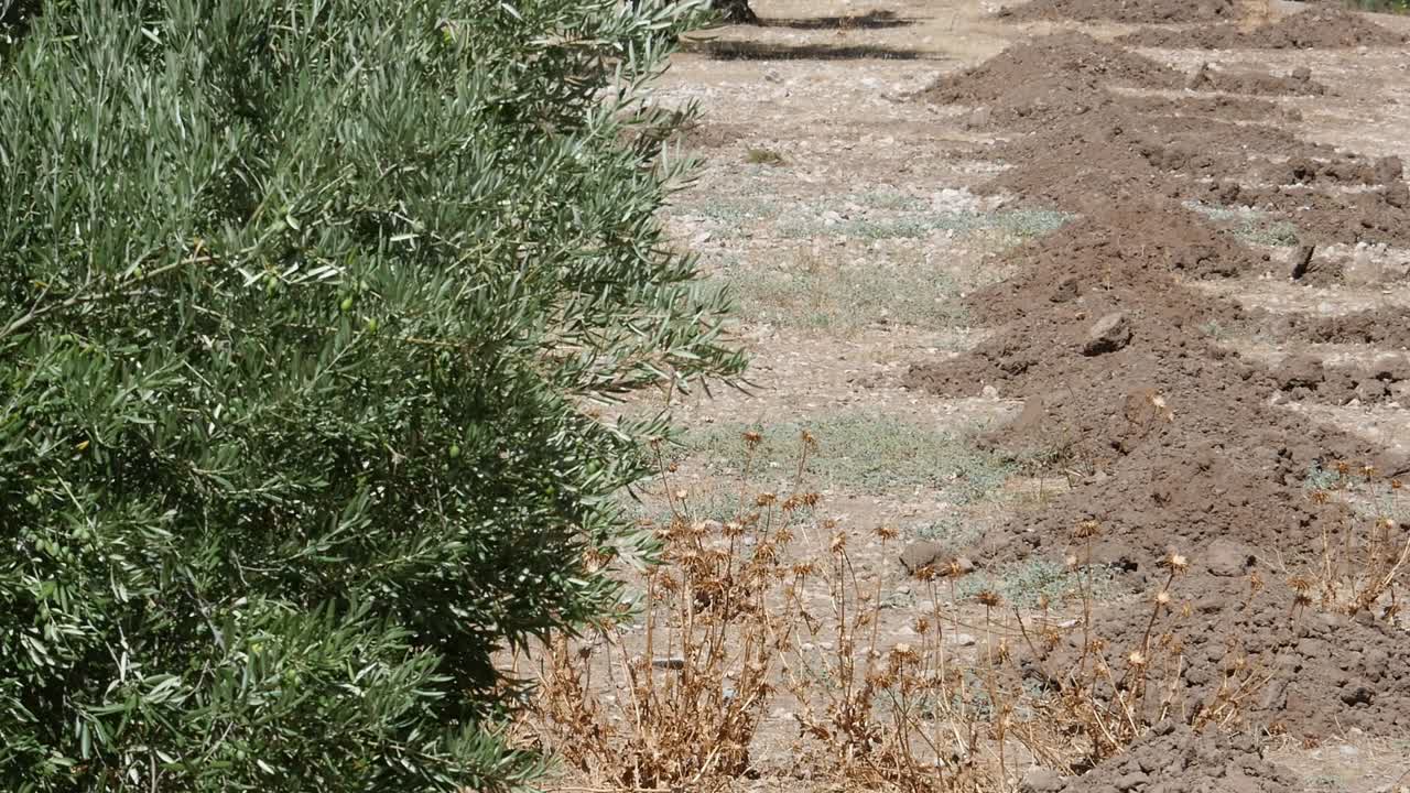 montones de tierra y hoyos listos para recibir las nuevas plantas de olivo
