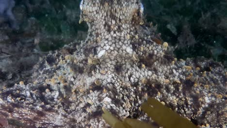 video of a octopus moving towards a underwater camera while being filmed