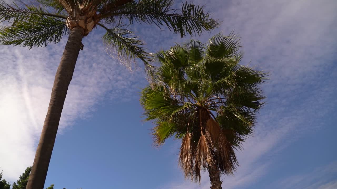 슬로우 모션으로 푸른 하늘을 배경으로 크고 무성한 아름다운 야자수