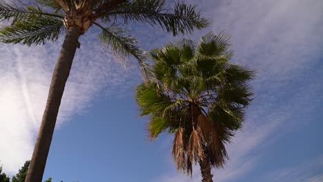 beautiful tall and lush palm trees against blue sky in slow motion