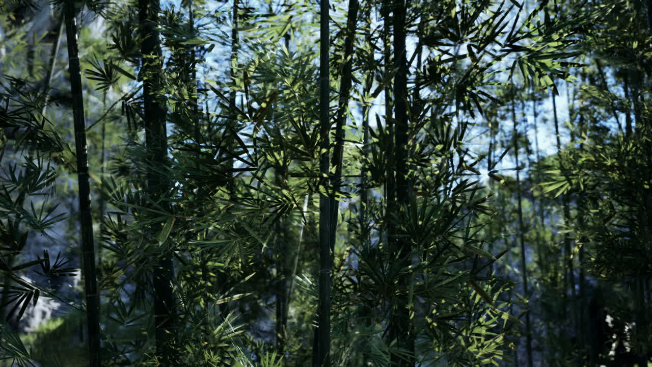 un denso bosque de bambú