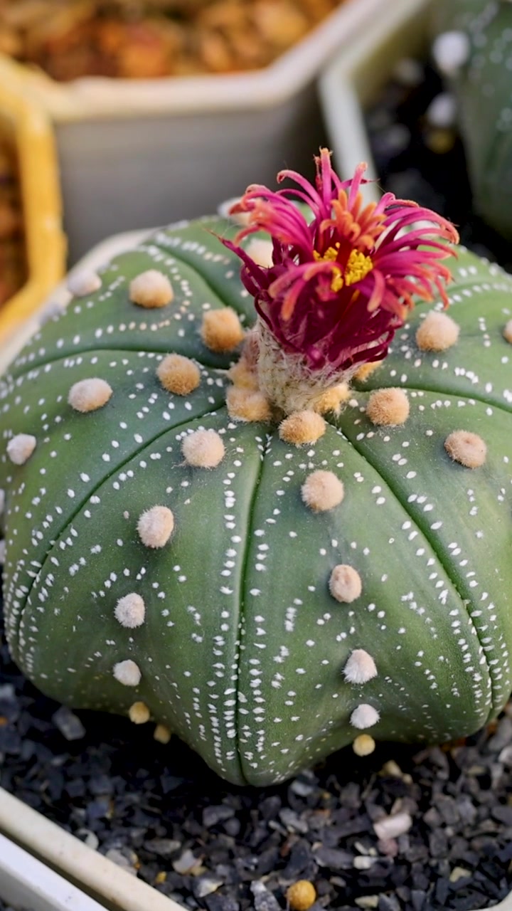 Un vivace fiore di cactus sboccia tra vari cactus in una serra, mostrando la bellezza e la diversità della natura