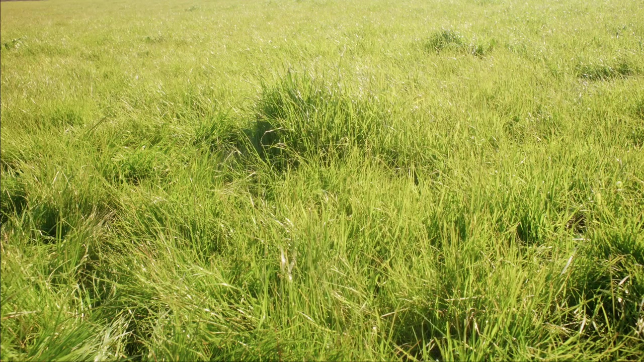 Erba selvatica verde-dorata si piega e ondeggia costantemente in una leggera brezza esterna.