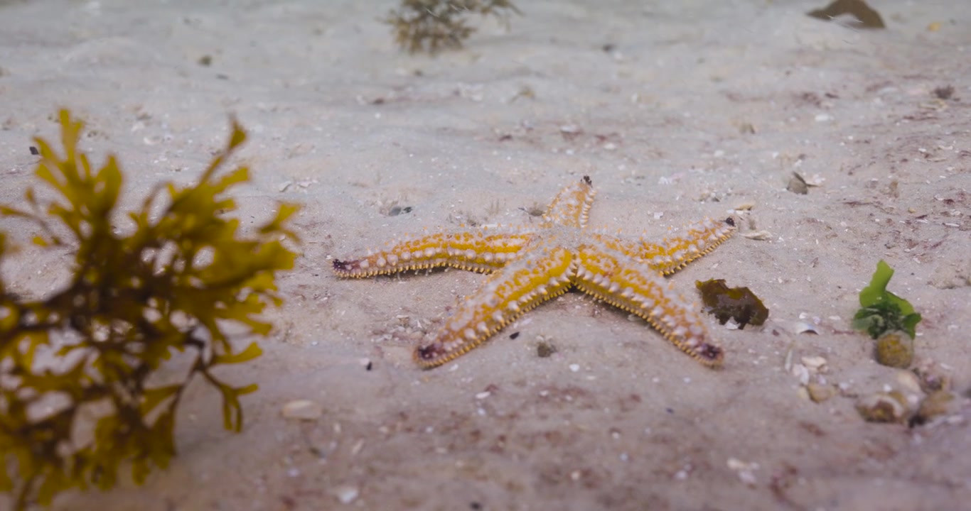 Imagem subaquática mostrando uma estrela-do-mar granular descansando em um fundo arenoso, destacando sua superfície texturizada e aparência macia e roliça.
