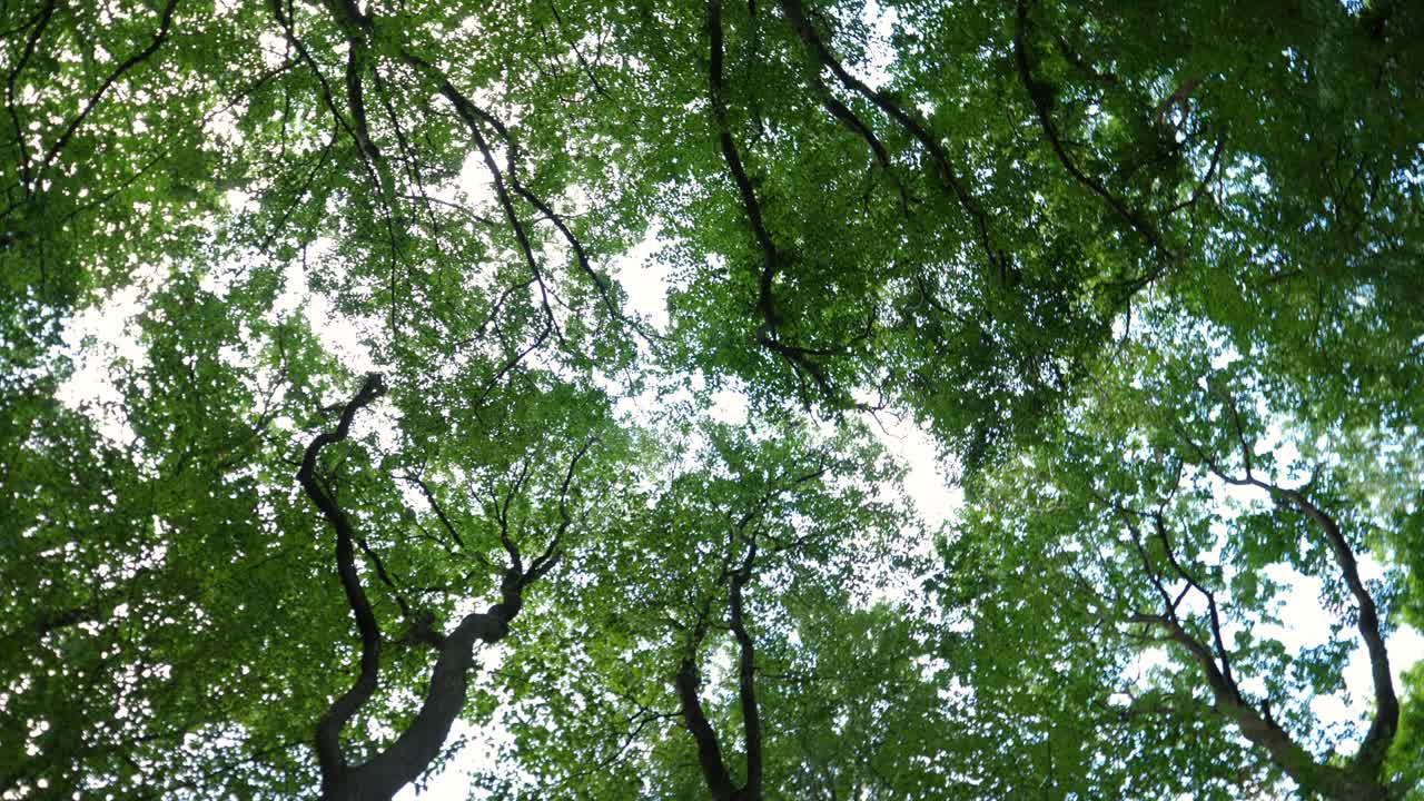 vista de los árboles en ángulo bajo