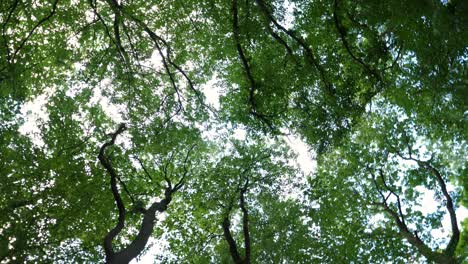 low-angle view of trees