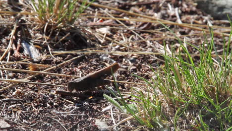 Macro-close-up:-Lone-grasshopper-on-forest-floor-duff-hops-away