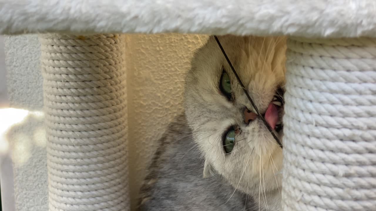 흰색의 귀여운 페르시아 고양이가 자신이 사랑하는 장난감의 철사를 핥고 있습니다.