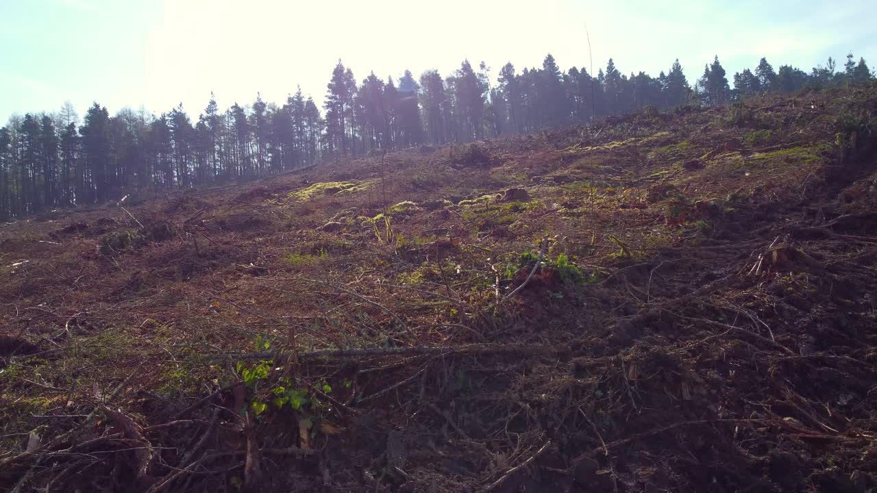 Cleared Area After Deforestation showing the impact of logging and environmental degradation. Climate change, industrial impact, environmental conservation, preservation of global biodiversity
