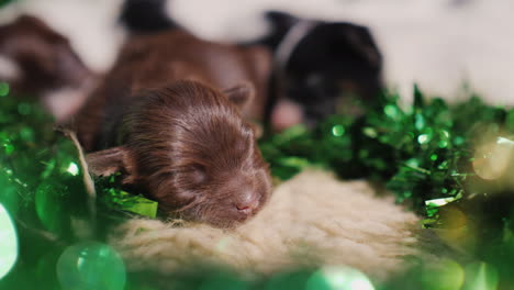 Puppies-In-Green-Decor-For-St-Patrick\'s-Day-02