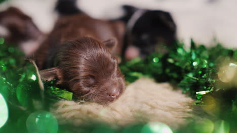 cachorros en decoración verde para el día de san patricio 02