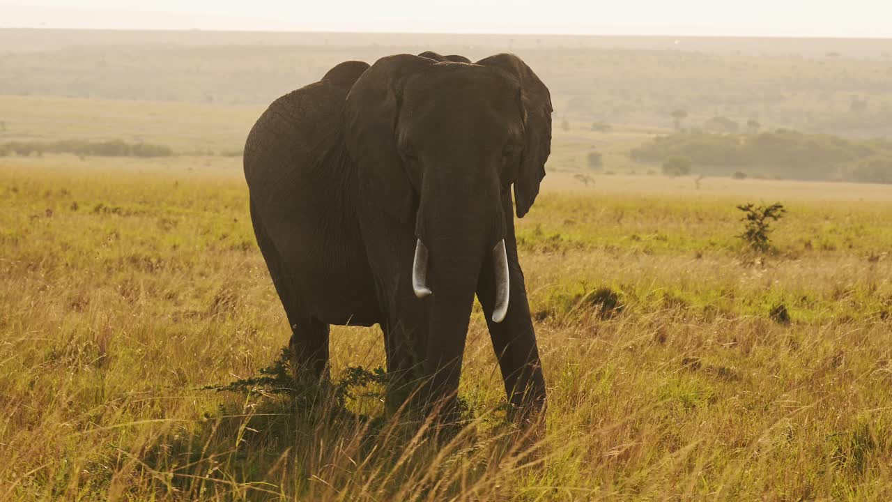 Slow Motion of Elephant Matriarch, Beautiful African Wildlife Animals in Africa in Masai Mara on Safari in Kenya, Steadicam Gimbal Tracking Panning Shot Following Elephants in Maasai Mara