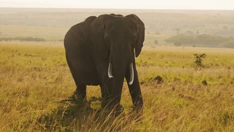slow motion of elephant matriarch, beautiful african wildlife animals in africa in masai mara on safari in kenya, steadicam gimbal tracking panning shot following elephants in maasai mara