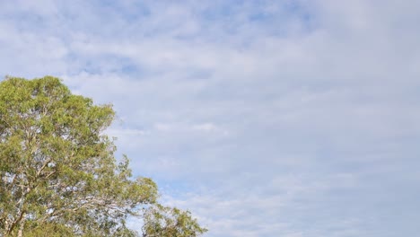 tree swaying gently under a changing sky